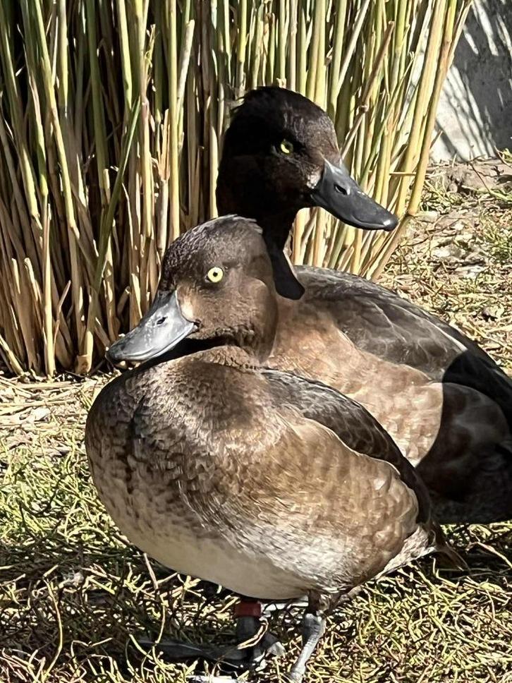 europese kuifeend @ paradijshof, Dieren en Toebehoren, Pluimvee, Eend, Meerdere dieren