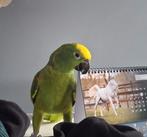 Tamme amazone papegaai, Dieren en Toebehoren, Mannelijk, Papegaai