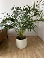 Kamerplant Goudpalm, Huis en Inrichting, Kamerplanten, Ophalen, 100 tot 150 cm, Palm, Halfschaduw