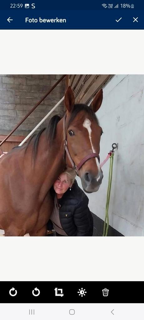 Recreatie merrie super braaf, Dieren en Toebehoren, Paarden, Merrie