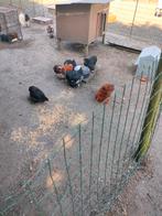 Jongen hanen, Dieren en Toebehoren, Pluimvee