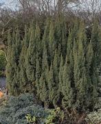 Conifères Juniperus taille 1m50 minimum, Jardin & Terrasse, Enlèvement, Autres espèces, 100 à 250 cm