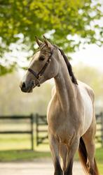 Merrie met stamboom, Merrie, Springpaard, Gechipt, 3 tot 6 jaar