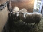 Schapen, Dieren en Toebehoren, Schapen, Geiten en Varkens