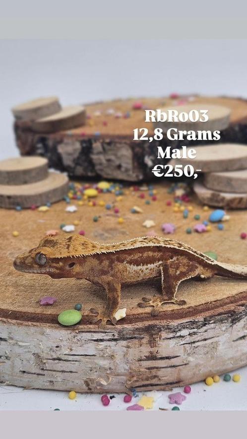 1.0 rode tricolor Harlequin wimpergekko man, Animaux & Accessoires, Reptiles & Amphibiens, Lézard, 0 à 2 ans, Domestique