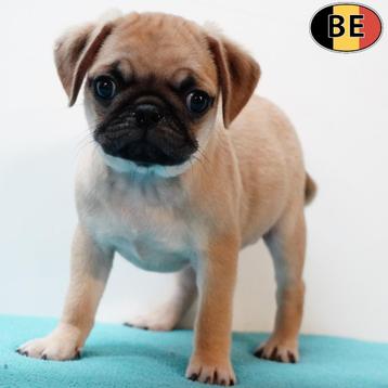 Mopshond - Belgische pups te koop beschikbaar voor biedingen