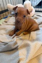 Dwergpinscher pups, België, Overige rassen, CDV (hondenziekte), 8 tot 15 weken