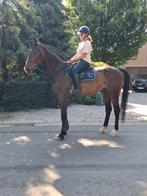 Braafste bombproof paard!!!!!, Dieren en Toebehoren, Paarden, Ruin, Recreatiepaard