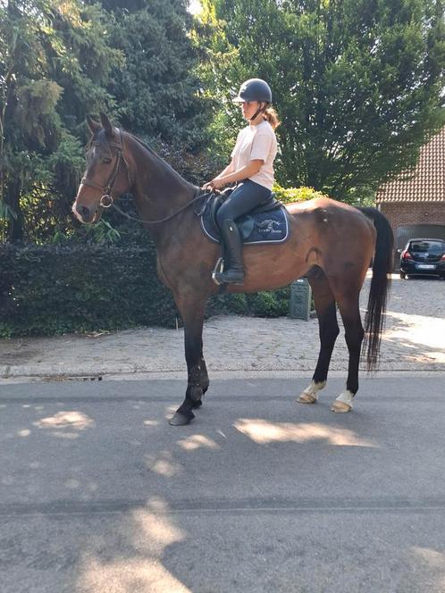 Braafste bombproof paard!!!!!, Dieren en Toebehoren, Paarden, Ruin, Recreatiepaard