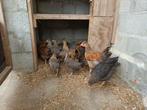 Olijfleggers - cream legbar x marans, Dieren en Toebehoren