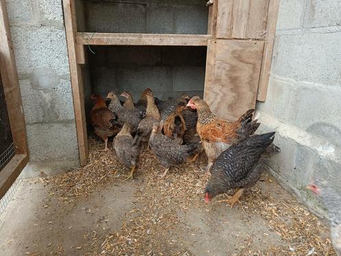 Olijfleggers - cream legbar x marans, Dieren en Toebehoren, Pluimvee
