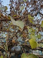 Kiwi's, Tuin en Terras, Ophalen