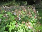 Geranium macrorrhizum oftewel ooievaarsbek bodembedekker tui, Jardin & Terrasse, Plantes | Jardin, Plein soleil, Printemps, Couvre-sol