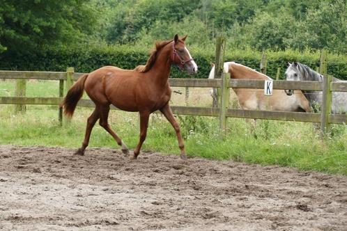 2 jaarse dressuur merrie + andere, Dieren en Toebehoren, Paarden, Merrie, Niet van toepassing, 160 tot 165 cm, 0 tot 2 jaar, Dressuurpaard