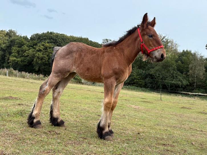 Trekpaard merrie veulen, Dieren en Toebehoren, Pony's, Merrie, Onbeleerd, 0 tot 2 jaar, Met stamboom, Gechipt, Ontwormd, Ingeënt