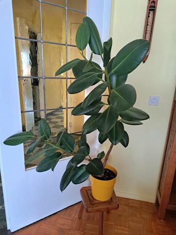 Ficus Robusta- Rubberplant  125cm beschikbaar voor biedingen