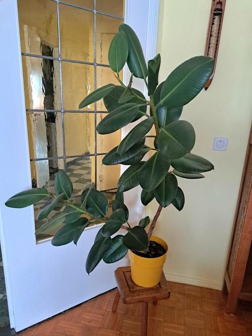 Ficus Robusta- Rubberplant  125cm, Maison & Meubles, Plantes d'intérieur, Ficus, Enlèvement