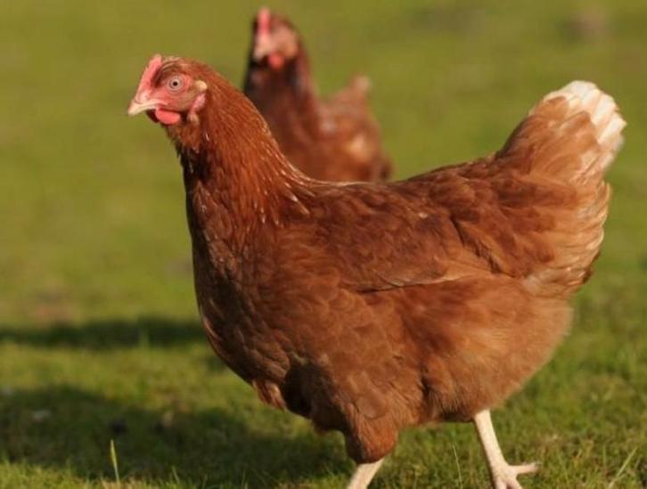 Poules pondeuses prêtes à pondre - 0472-51.09.71 - A 21h, Animaux & Accessoires, Volatiles, Poule ou poulet