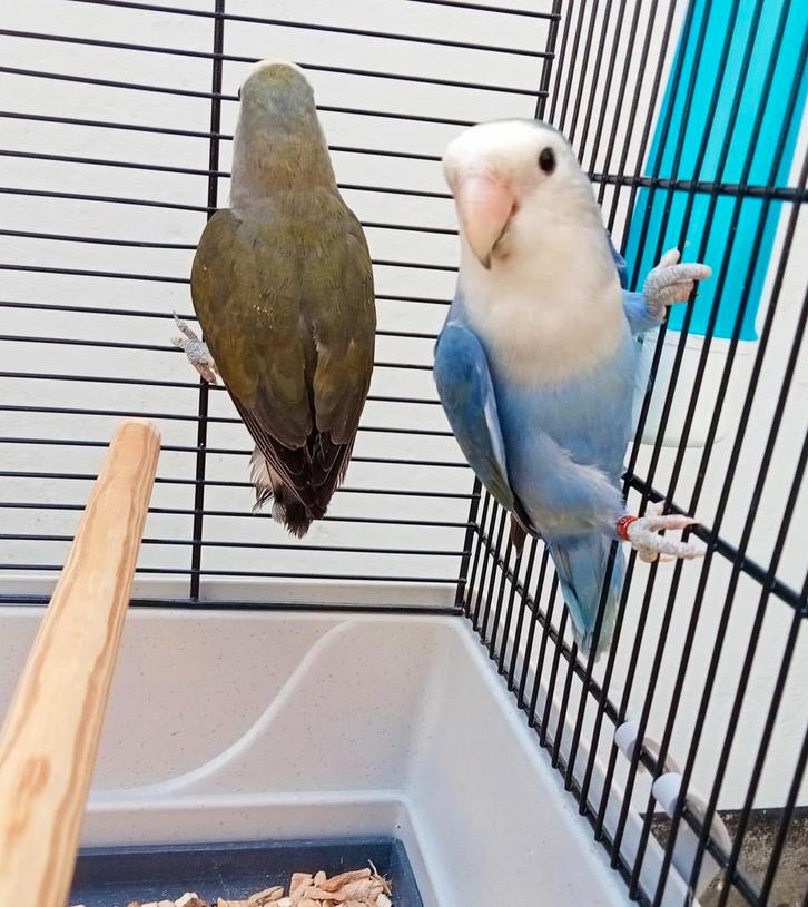 Couple inséparables avec grande cage, Animaux & Accessoires, Oiseaux | Perruches & Perroquets, Perroquet nain ou Inséparable, Plusieurs animaux