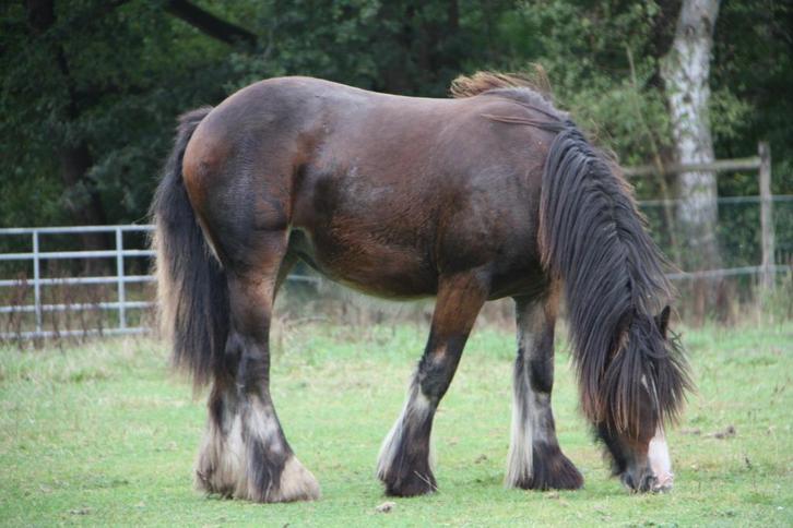 Mooie Irish cob jaarling merrie, Dieren en Toebehoren, Paarden, Merrie, Met stamboom, Gechipt, Ontwormd, Ingeënt