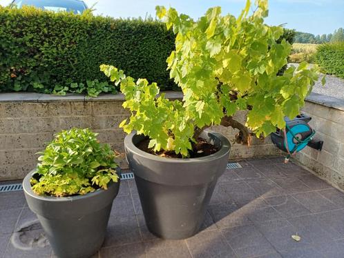 ELHO potten met planten, Tuin en Terras, Planten | Tuinplanten, Ophalen