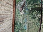 Pennanten en rosella s, Dieren en Toebehoren