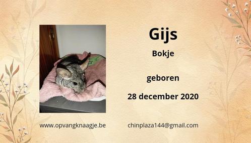 Chinchilla bokje, Dieren en Toebehoren, Knaagdieren, Chinchilla