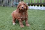 Prachtige Cockapoo pups, Dieren en Toebehoren, België, Overige rassen, CDV (hondenziekte), 8 tot 15 weken