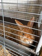 Brownie konijn, Dieren en Toebehoren, Konijnen, Mannelijk, Klein, Hangoor, 0 tot 2 jaar