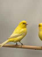 Dikke gele kanaries, Dieren en Toebehoren, Vogels | Kanaries