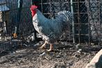 amrock haan, Dieren en Toebehoren, Pluimvee, Mannelijk, Kip