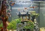 Baby guppy's, Dieren en Toebehoren, Vis, Zoetwatervis