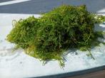 Waterplanten, Ophalen, Zo goed als nieuw