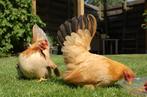 Jonge Chabo krielen, Dieren en Toebehoren, Pluimvee