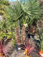 Palmboom Trachycarpus Fortunei 2 stam, Ophalen, Halfschaduw, Palmboom