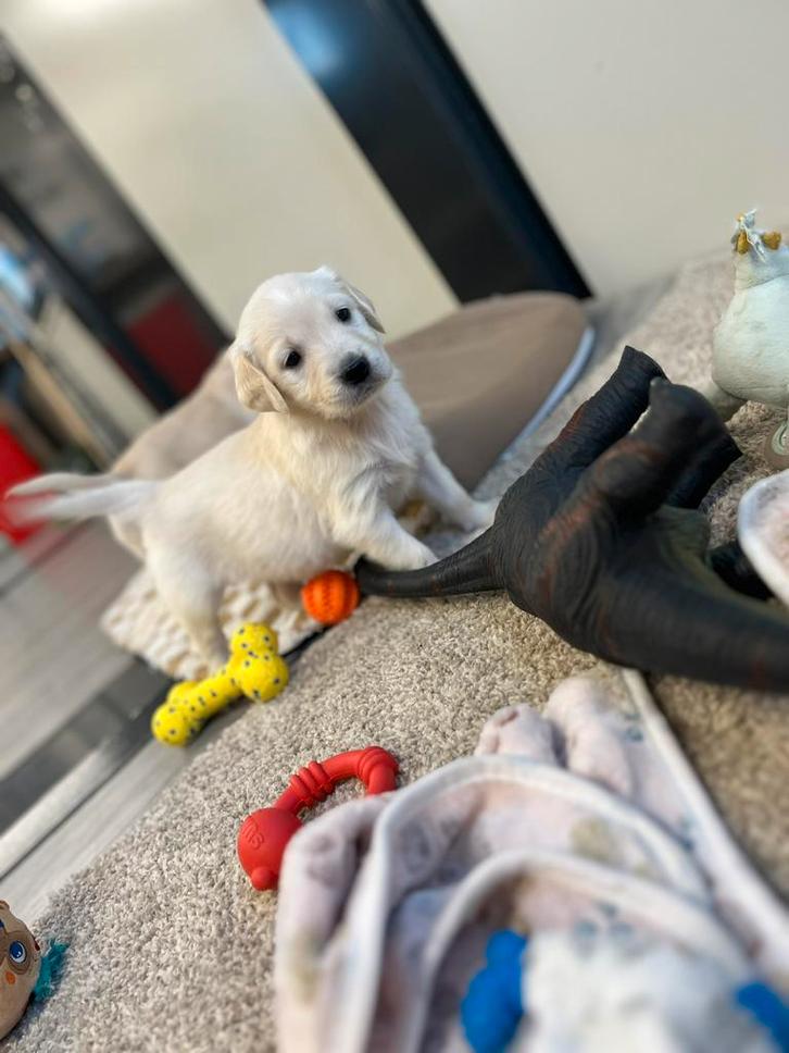 Golden retriever pups, Dieren en Toebehoren, Honden | Retrievers, Spaniëls en Waterhonden, Meerdere dieren, Golden retriever, Fokker | Professioneel