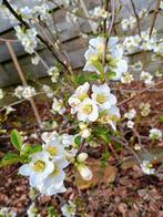 Cognassier du Japon fleurs blanches, Ophalen of Verzenden