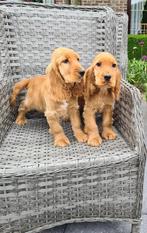 engelse cocker pups, Dieren en Toebehoren, België, 8 tot 15 weken, CDV (hondenziekte), Meerdere