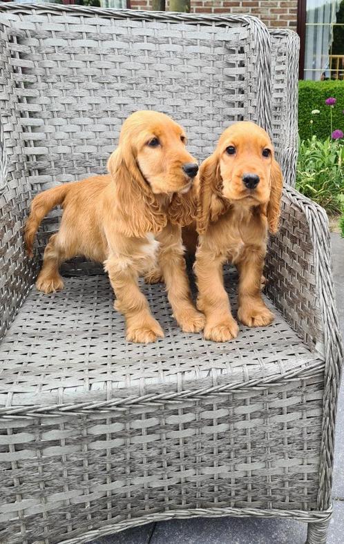 engelse cocker pups, Dieren en Toebehoren, Honden | Retrievers, Spaniëls en Waterhonden, Meerdere dieren, Spaniël, Fokker | Professioneel