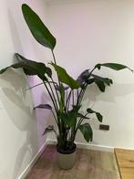 STRELITZIA, Huis en Inrichting, Kamerplanten, Ophalen, In pot, 150 tot 200 cm, Groene kamerplant