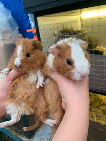 2 rex broertjes 4 weekjes beschikbaar voor biedingen