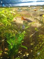 Nakweek baby guppy black molly en ancistrus, Dieren en Toebehoren