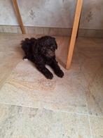 Dwergpoedel pups, Dieren en Toebehoren, Poedel, België, CDV (hondenziekte), 8 tot 15 weken