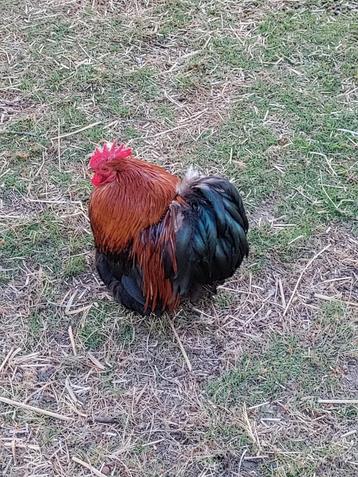 Cochin kriel, Dieren en Toebehoren, Pluimvee, Mannelijk, Kip