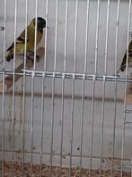 Te koop : 3 jonge zwartkopsijzen., Dieren en Toebehoren, Vogels | Overige Vogels