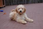 Prachtige abrikoze medium goldendoodle pups, Dieren en Toebehoren, België, Overige rassen, 8 tot 15 weken, CDV (hondenziekte)