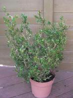 buxus plant in pot, Ophalen, Buxus, Minder dan 100 cm