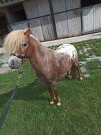 Appaloosa hengst, Dieren en Toebehoren, Hengst
