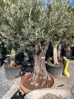 Oude olijfboom, Tuin en Terras, Ophalen, Olijfboom