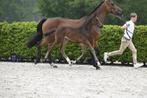 Prachtig hengstenveulen, Dieren en Toebehoren, Paarden, Springpaard, Gechipt, Niet van toepassing, 0 tot 2 jaar